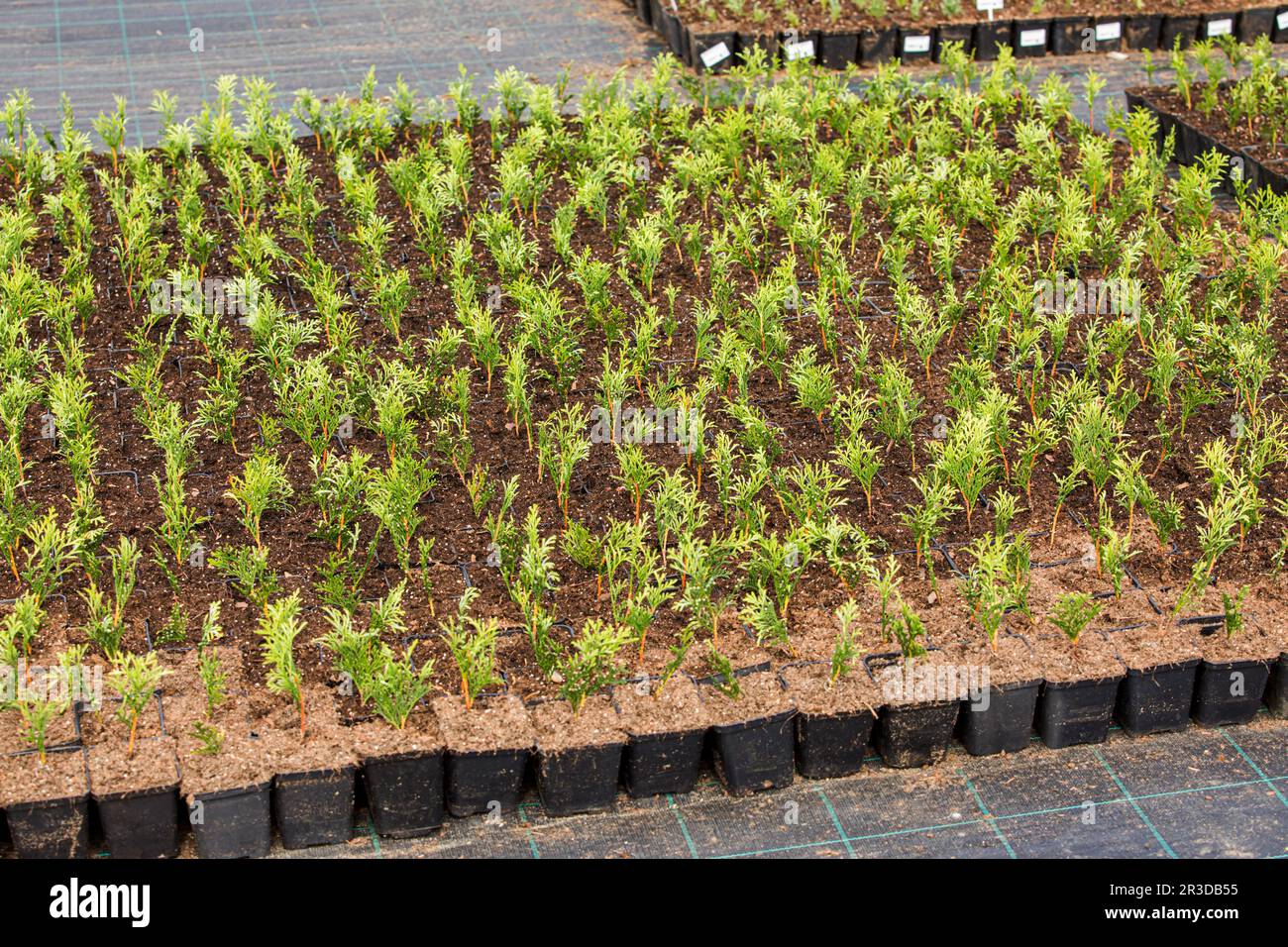Utiliser le développement de machines agricoles pour automatiser l'agriculture Banque D'Images
