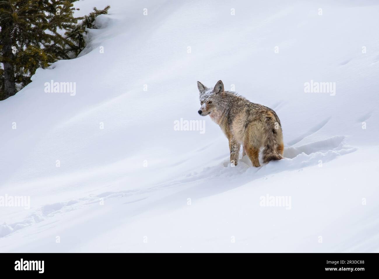 Un coyote du parc national de Yellowstone observe un groupe de loups au loin tandis qu'ils s'attaquent à un bison Banque D'Images