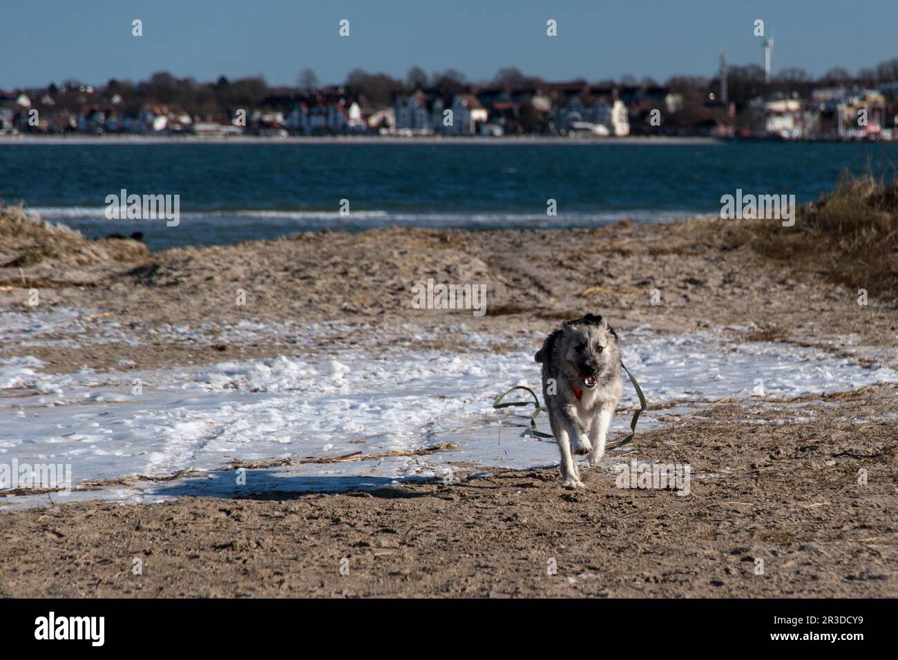 Jeune chien mongrel roumain - Ciobanesc Romanesc Carpatat Mongrel Banque D'Images