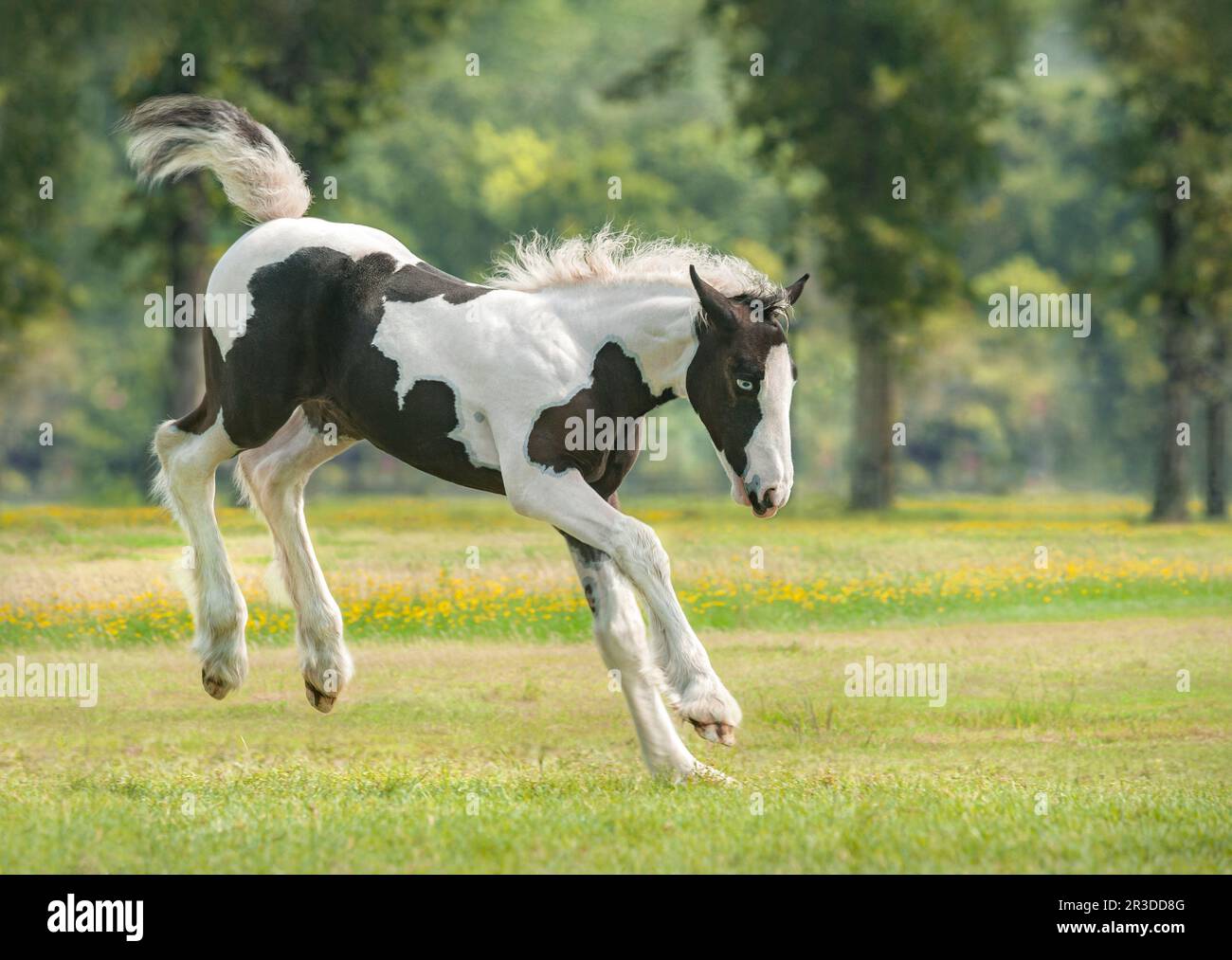 Gypsy Vanner Horse joue et met les talons en jeu Banque D'Images
