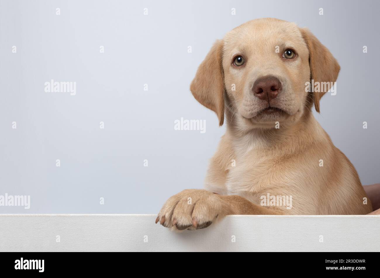 Bannière de portrait de chiot Labrador isolée sur fond blanc de studio Banque D'Images