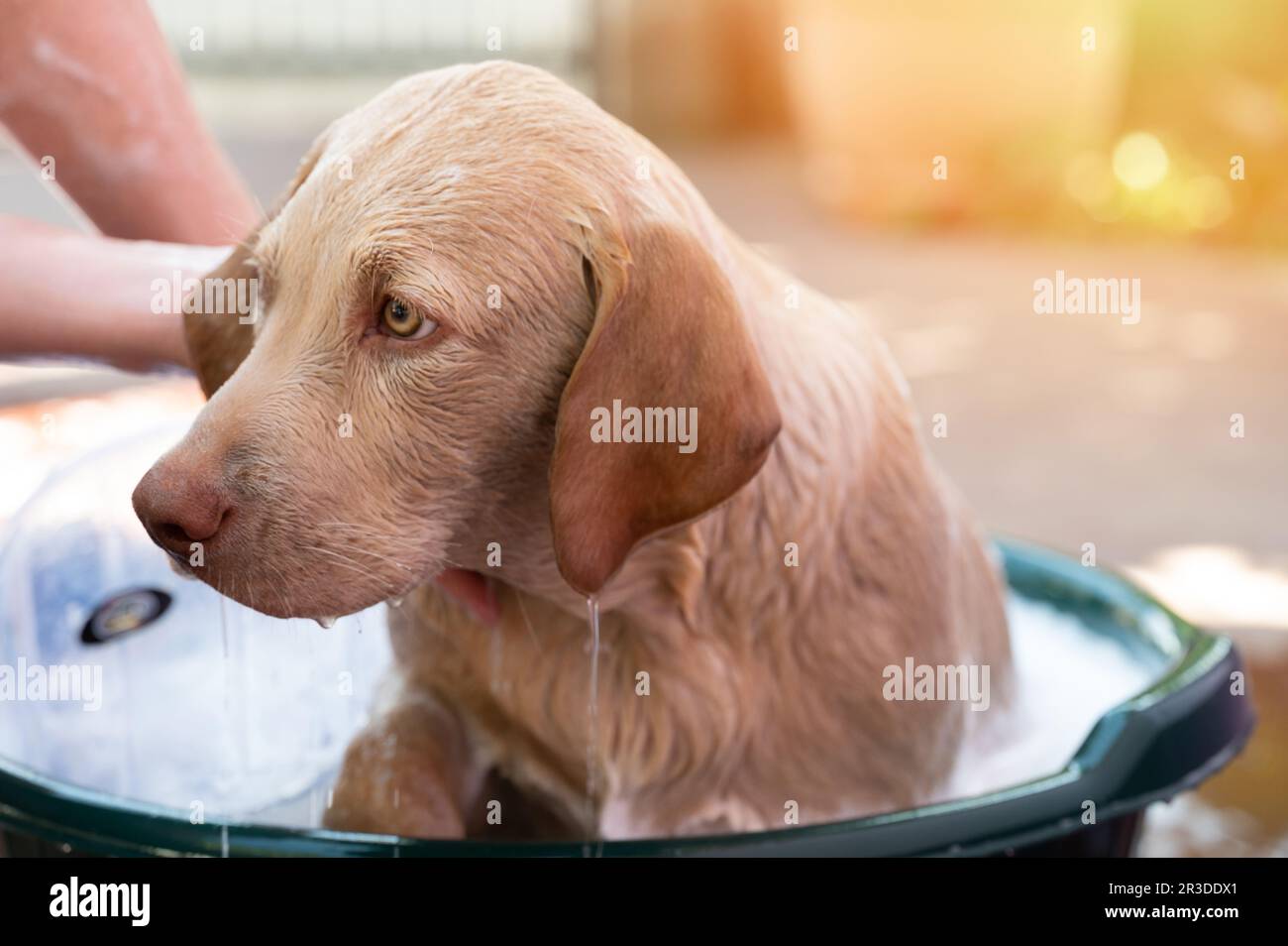 Chien Labrador humide dans la salle de bains prendre une douche hebdomadaire vue rapprochée Banque D'Images