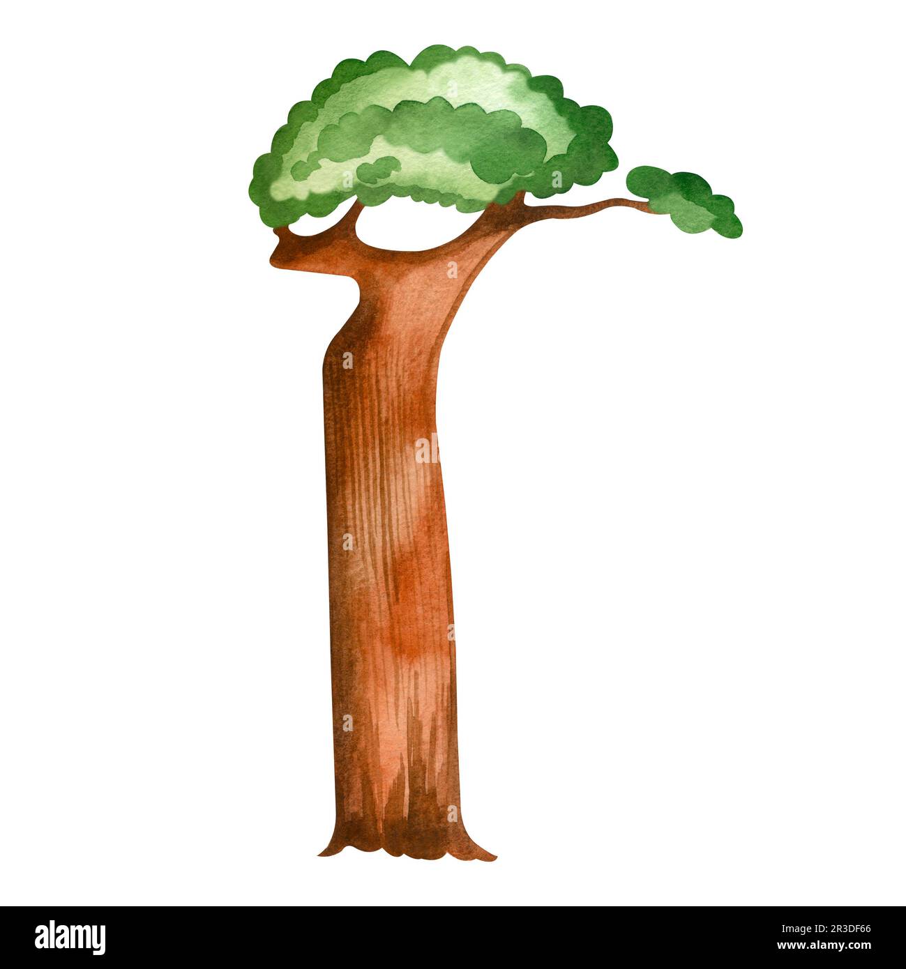 Baobab africain peint en aquarelle et isolé sur fond blanc. Un arbre à feuillage vert et un tronc brun épais. Convient pour l'impression sur p Banque D'Images