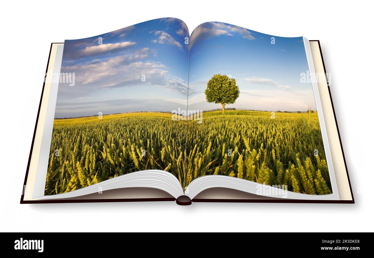 Dans un arbre à distance wheatfield - Toscane (Toscane - Italie) - Ouvert photobook isolé sur fond blanc - je suis le propriétaire de copyright des images utilisées en Banque D'Images