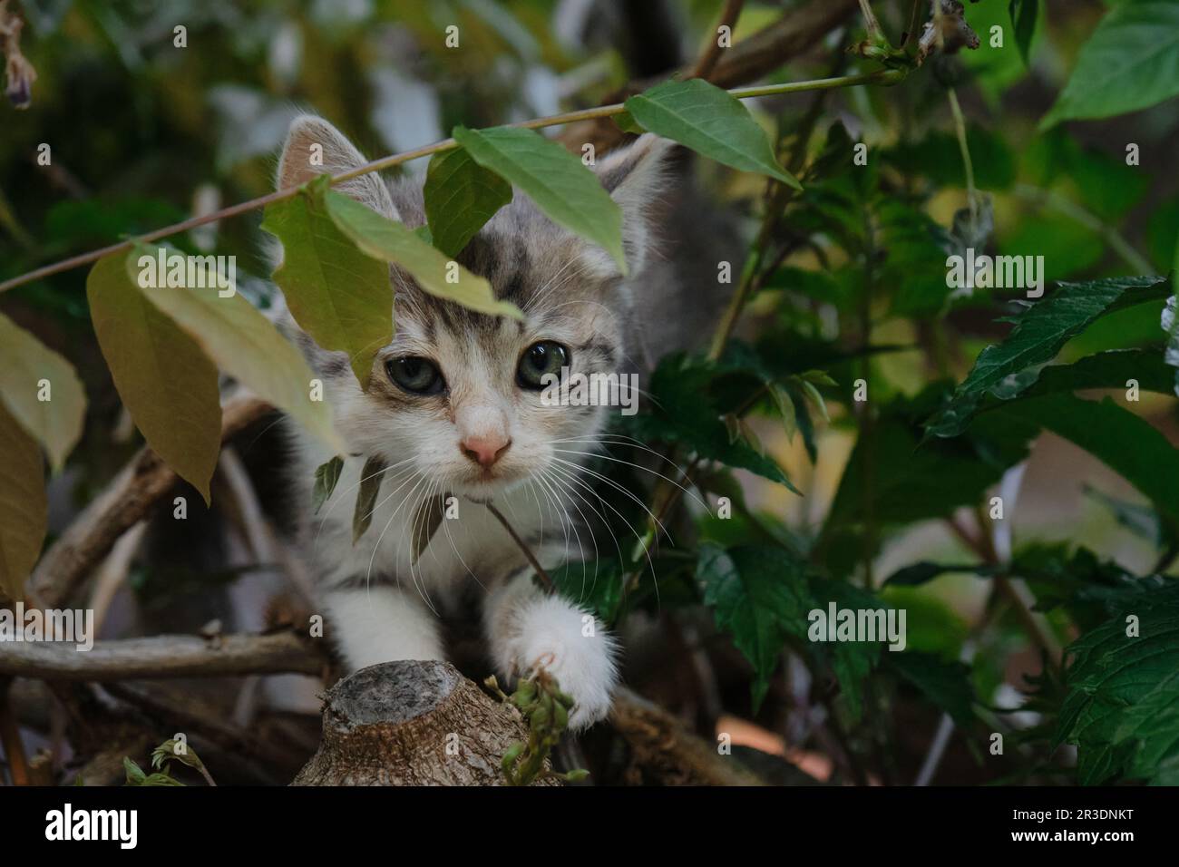 Le concept des animaux de compagnie et de l'environnement. Charmant petit chaton tricolore extérieur joue à l'escalade des buissons et des arbres. Beau jeune chat tricolore avec b Banque D'Images