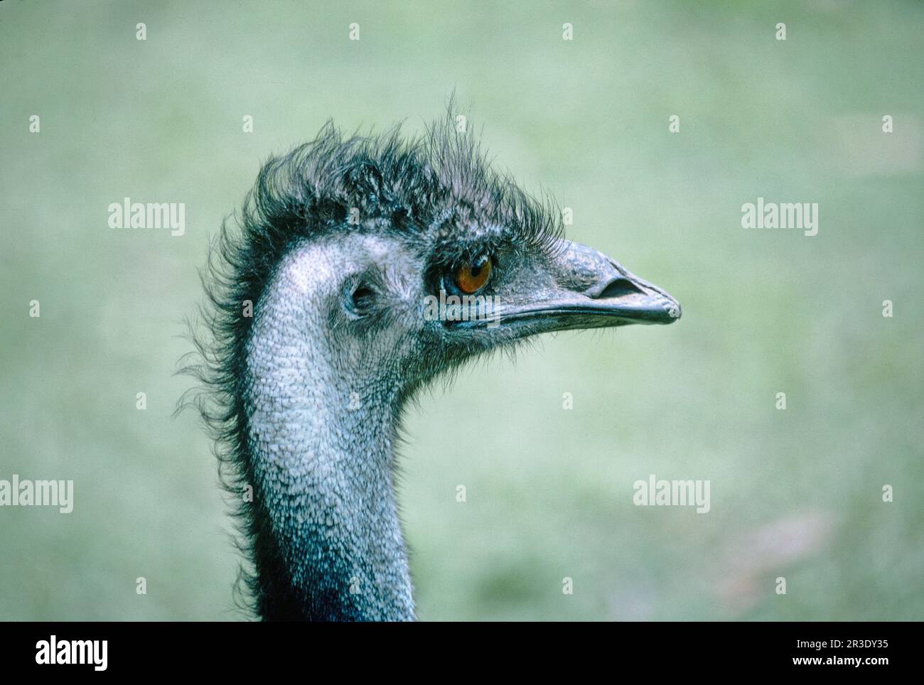 EMU, Nouvelle-Galles du Sud, Australie Banque D'Images