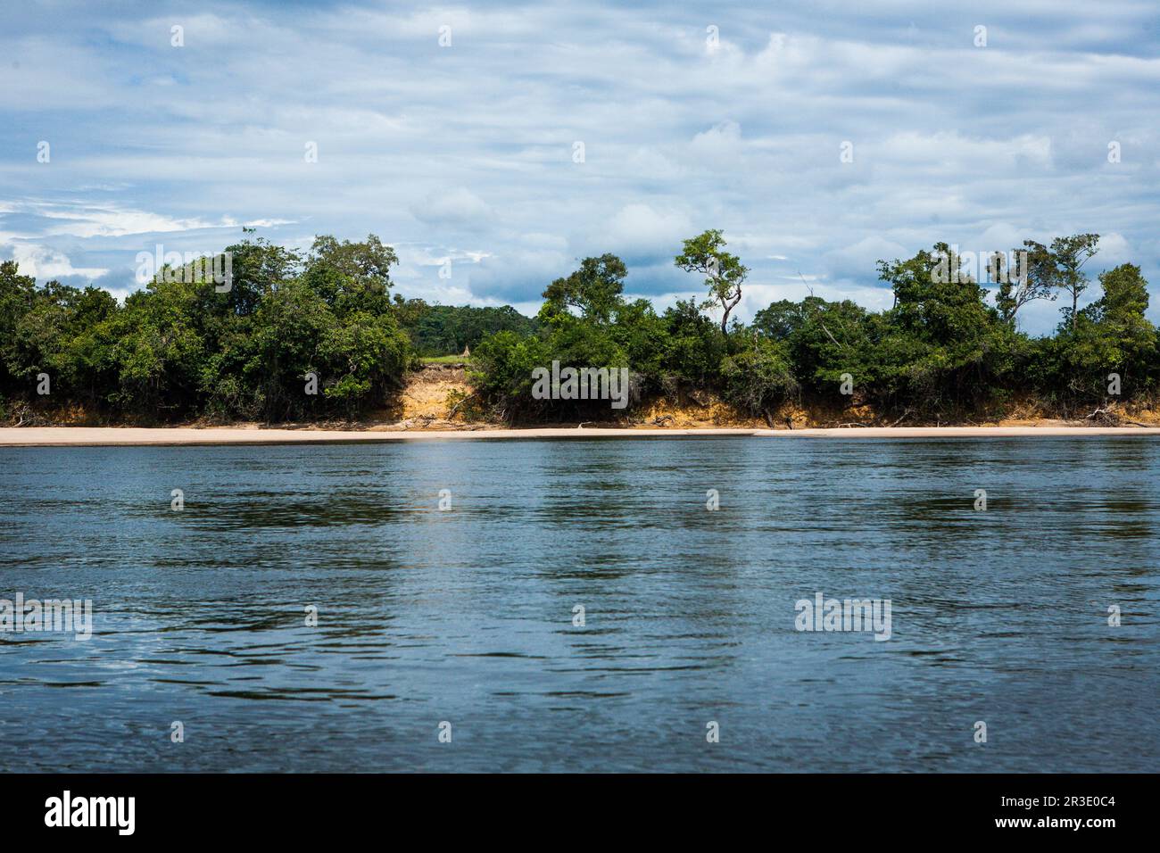 Un paysage serein de forêt amazonienne luxuriante rencontre une rivière calme. Le feuillage vert dense des arbres borde la rivière, créant un contraste vibrant Banque D'Images
