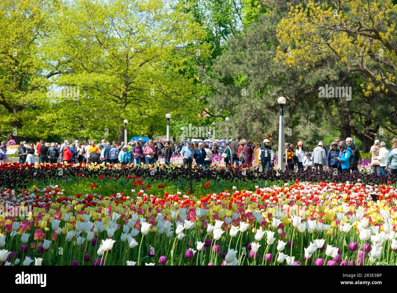 Parc du Commissaire, Festival des tulipes, heure du printemps, Ottawa (Ontario), Canada Banque D'Images