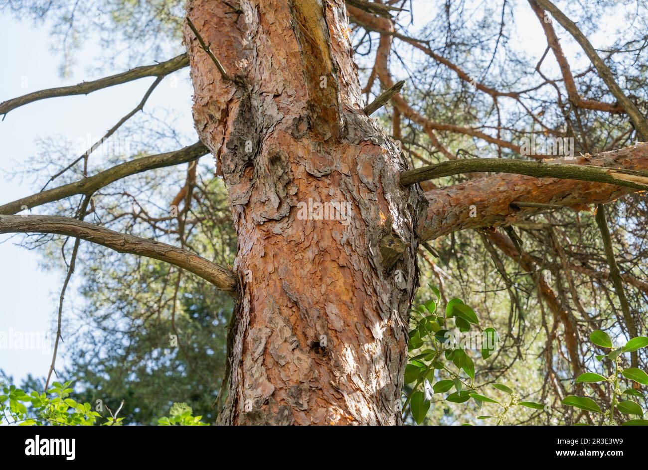 Gros plan avec le tronc d'écorce de Pinus sylvestris, le pin Scots, le pin Scotch ou le pin Baltique Banque D'Images