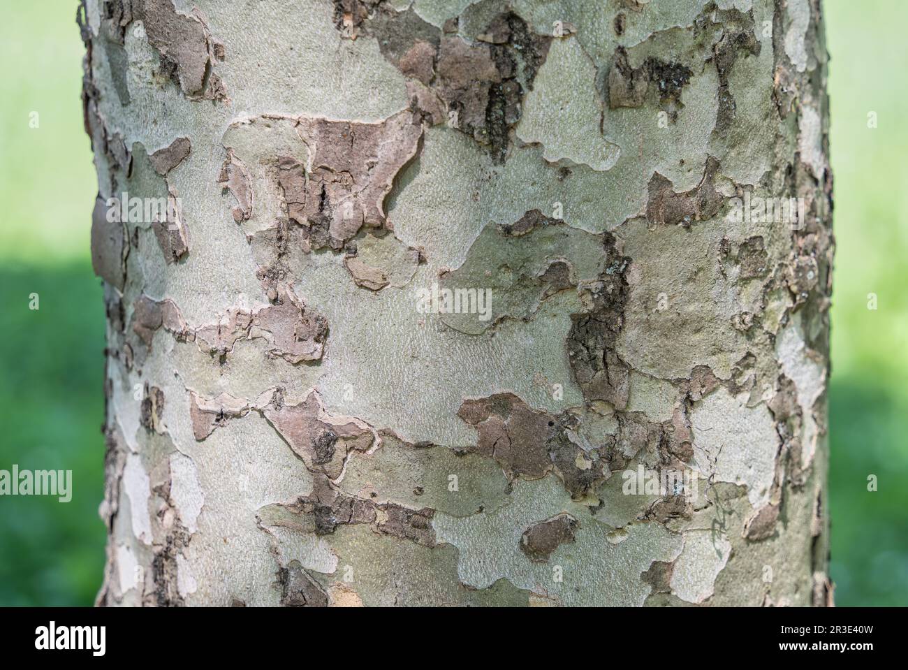 Gros plan avec Platanus occidentalis — arbre à écorce sycomore américain. Banque D'Images