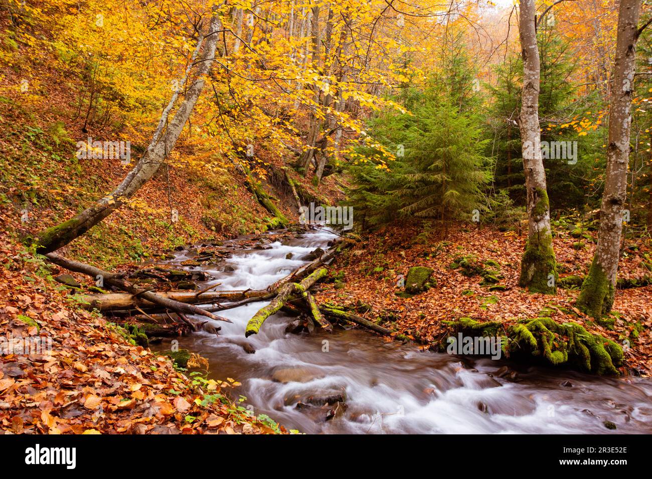 Le petit ruisseau de montagne dans la forêt d'automne Banque D'Images