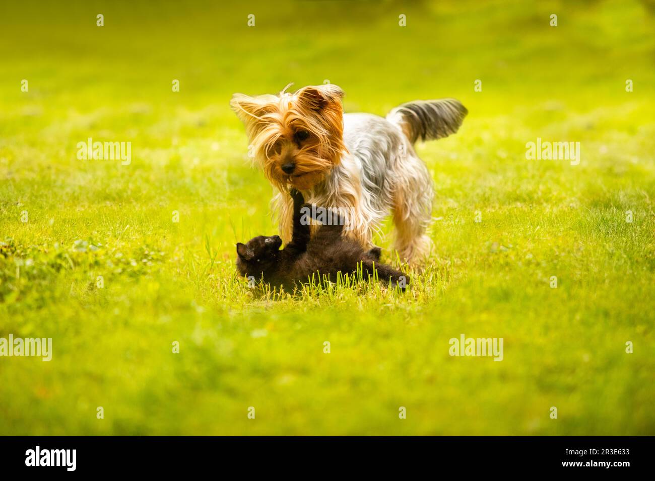 Chien Purebreed et chaton noir sur pelouse verte Banque D'Images