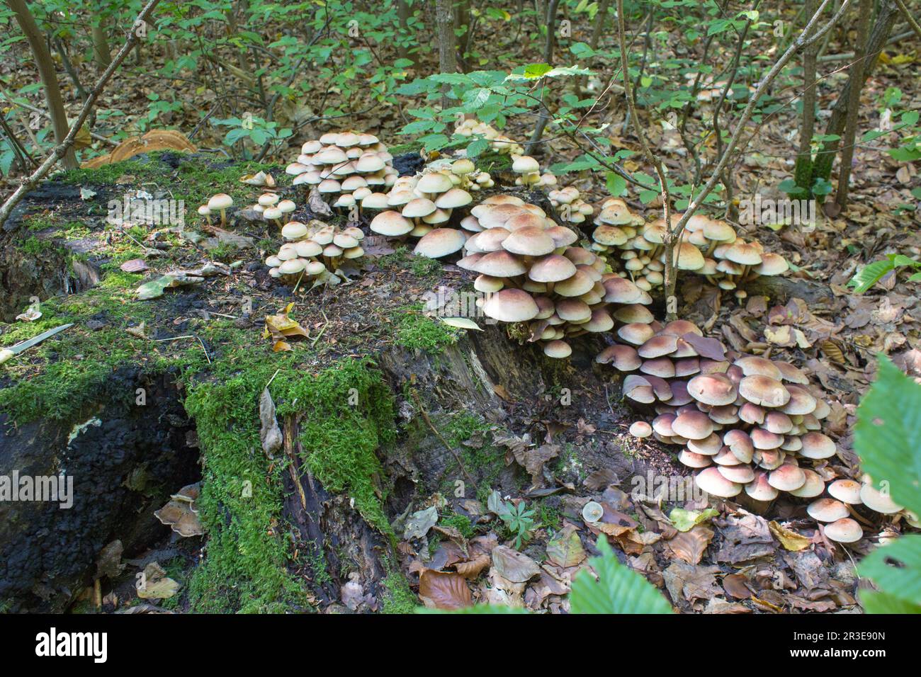 Dans les bois poussent sur une vieille souche de champignons toxiques semblables au miel Banque D'Images