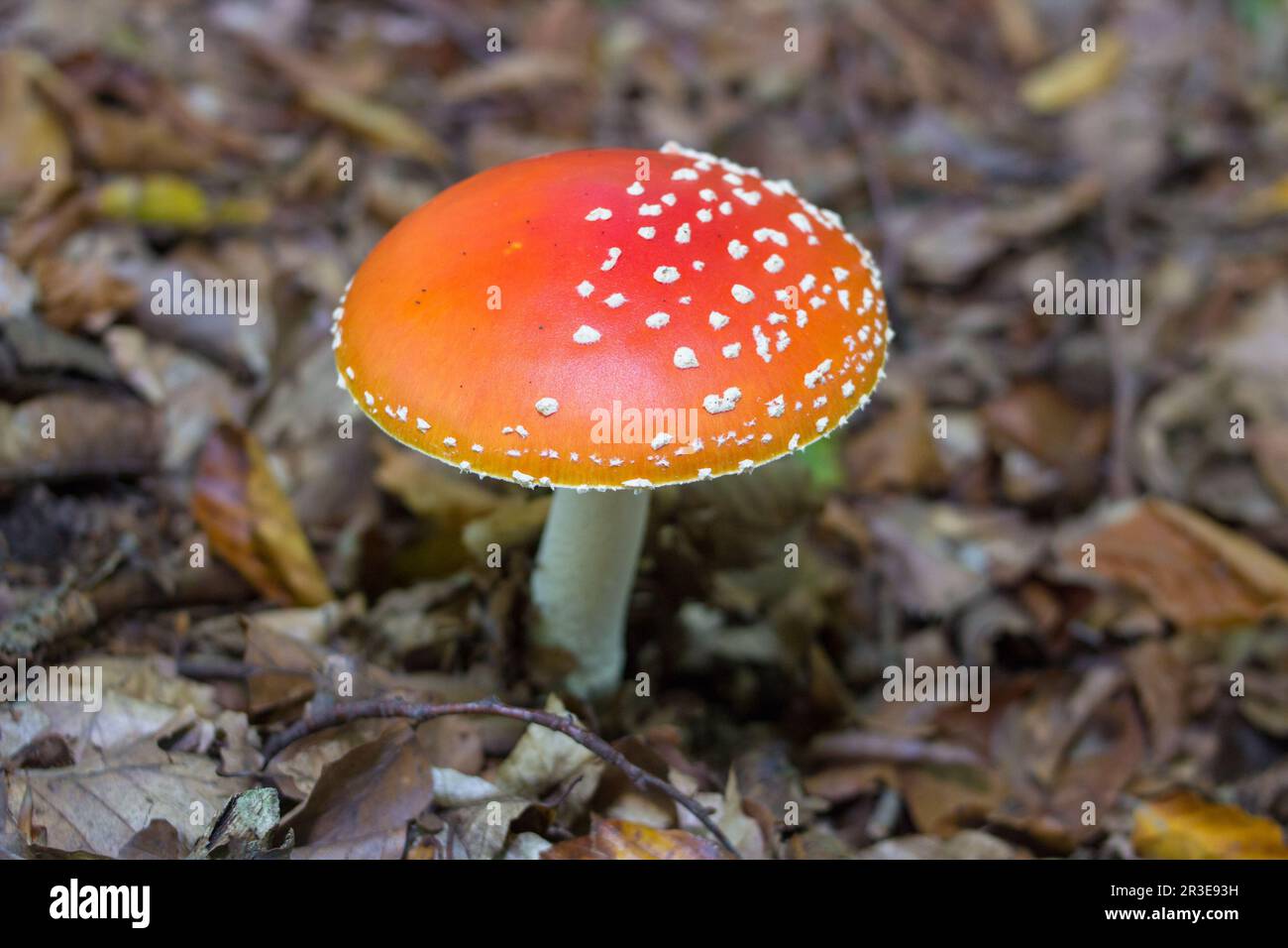 pousse dans les bois les champignons venimeux volent rouge Banque D'Images