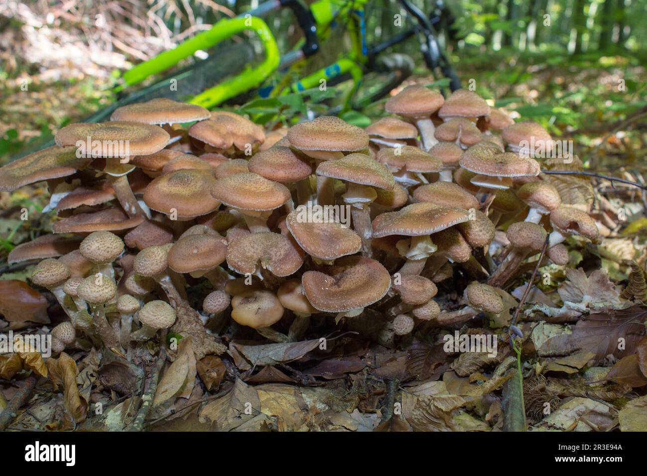 Les champignons agariques au miel poussent sur un arbre dans la forêt d'automne. Groupe de champignons sauvages. Banque D'Images