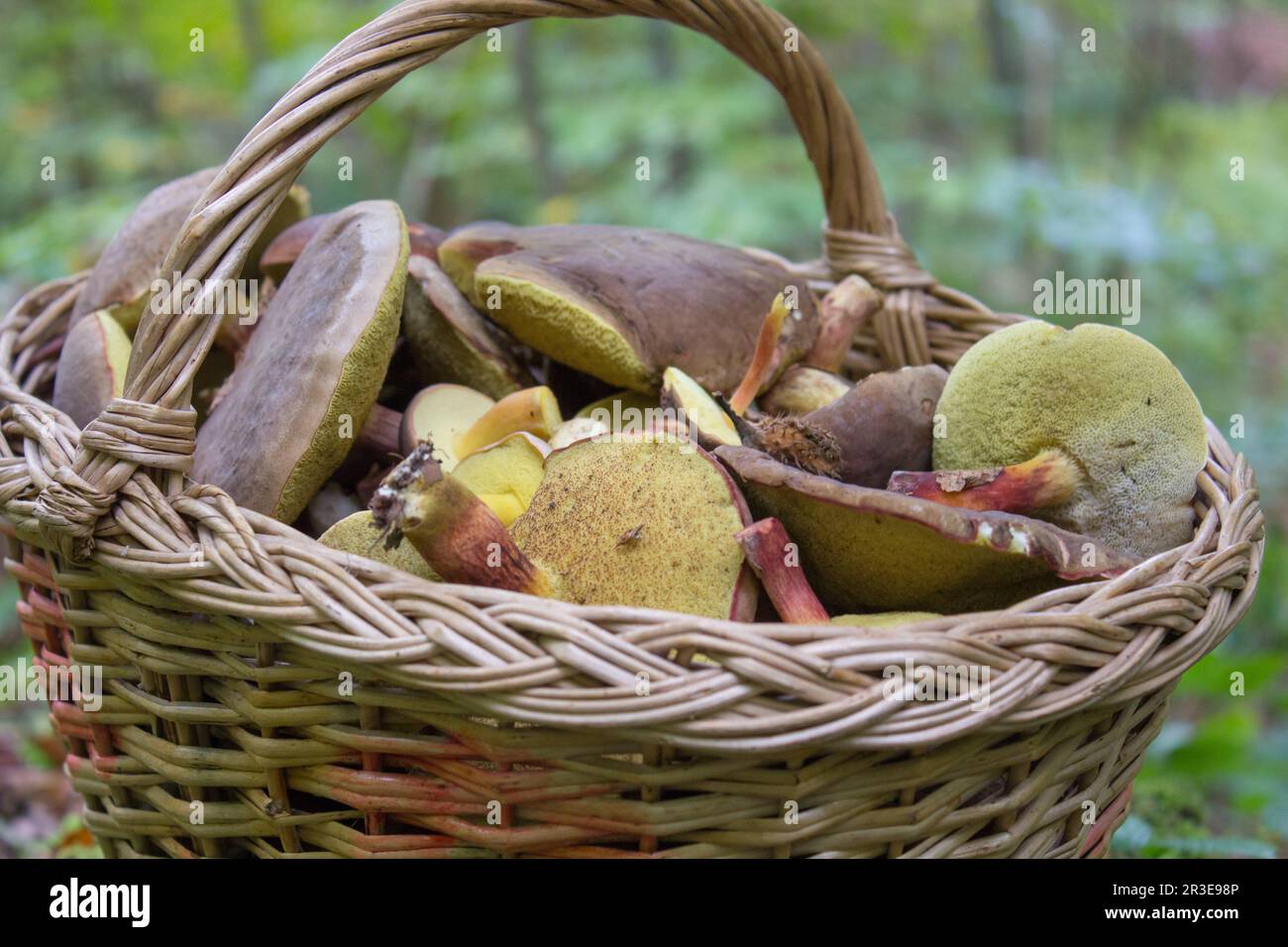 ramassé le panier complet de champignons dans la forêt Banque D'Images