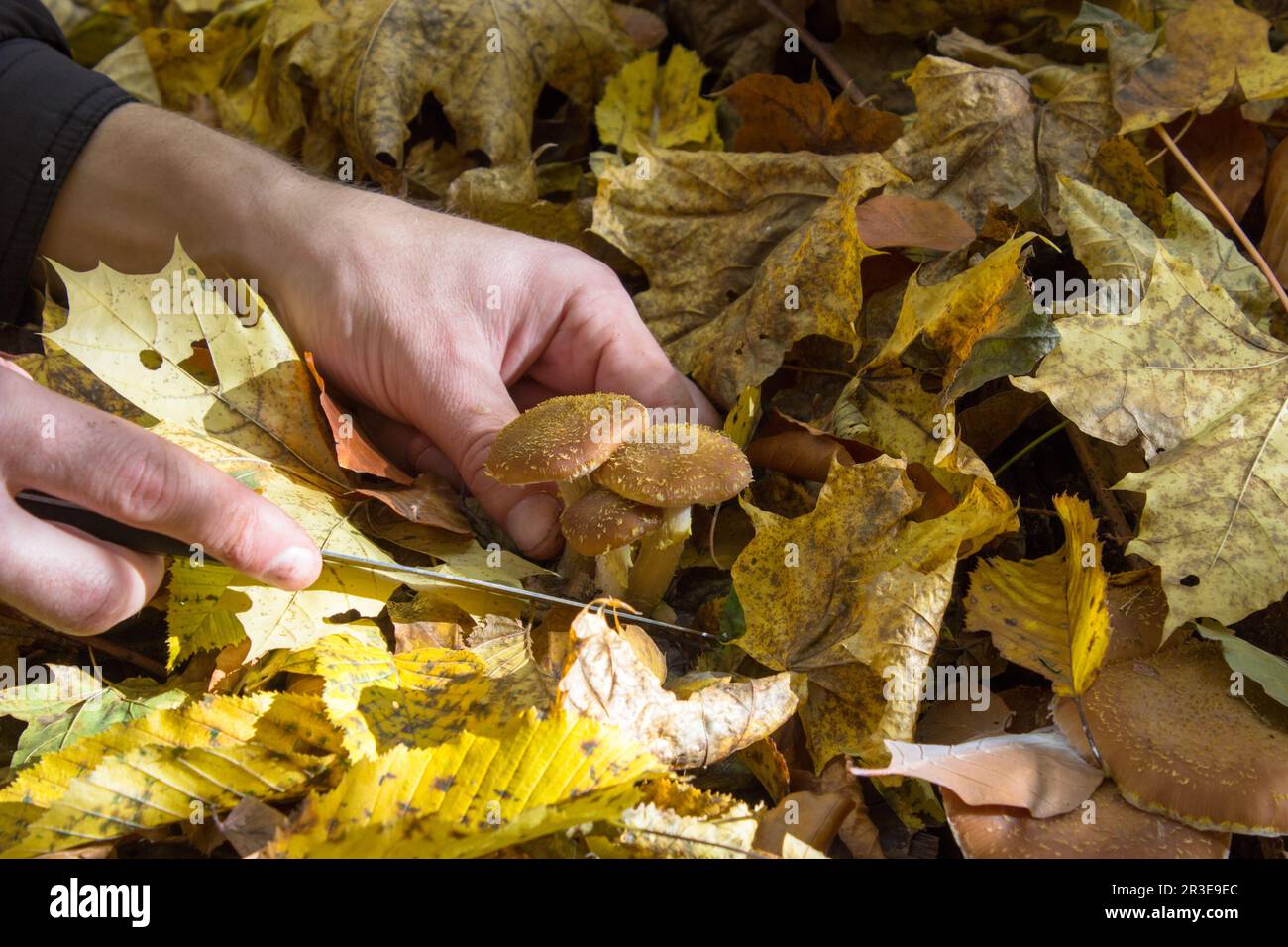sous les feuilles, recherchez les champignons dans les bois Banque D'Images