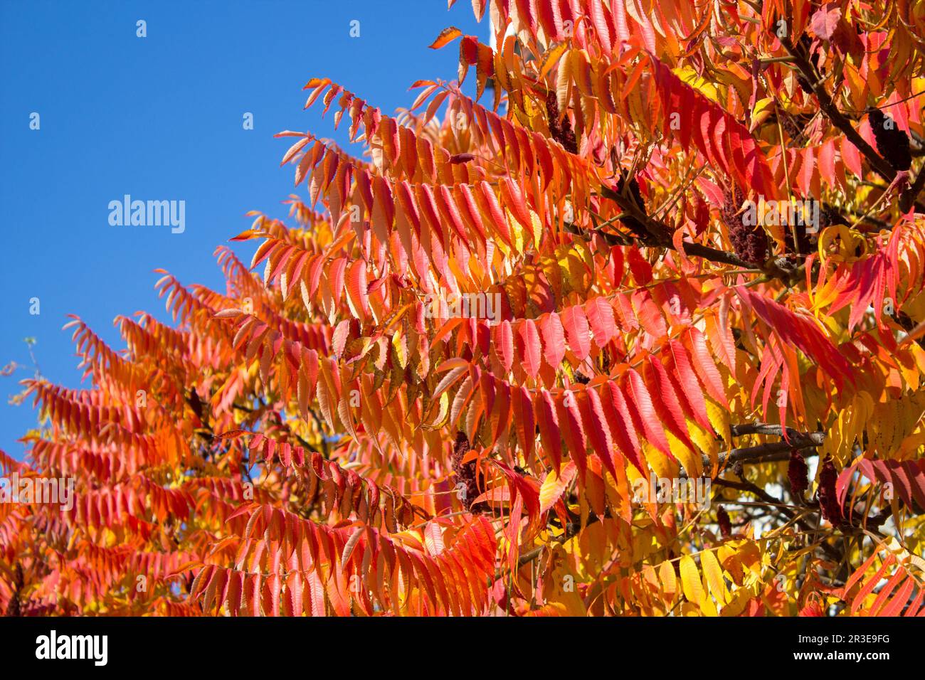 Les feuilles sont rouges sur un arbre sur le fond d'un ciel bleu Banque D'Images