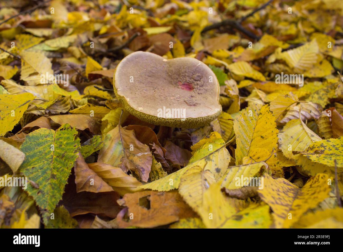 Xerocomellus chrysenteron, autrefois connu sous le nom de Boletus chrysenteron ou Xerocomus chrysenteron Banque D'Images