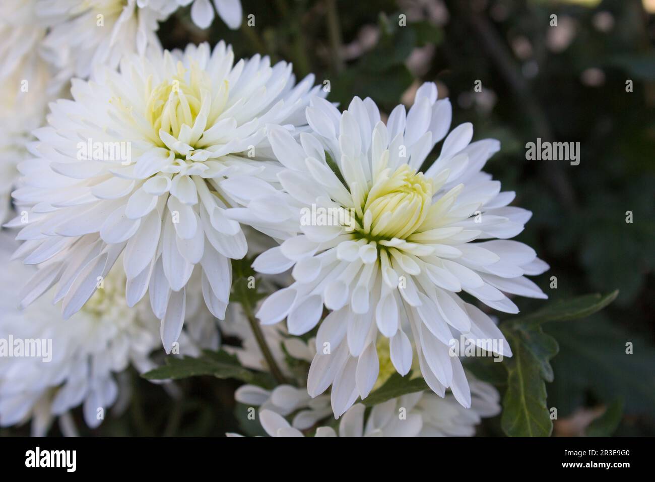 Blanc Chrysanthemum morifolium, les fleurs d'automne sont blanches, les fleurs sont Chrysanthemum morifolium Banque D'Images