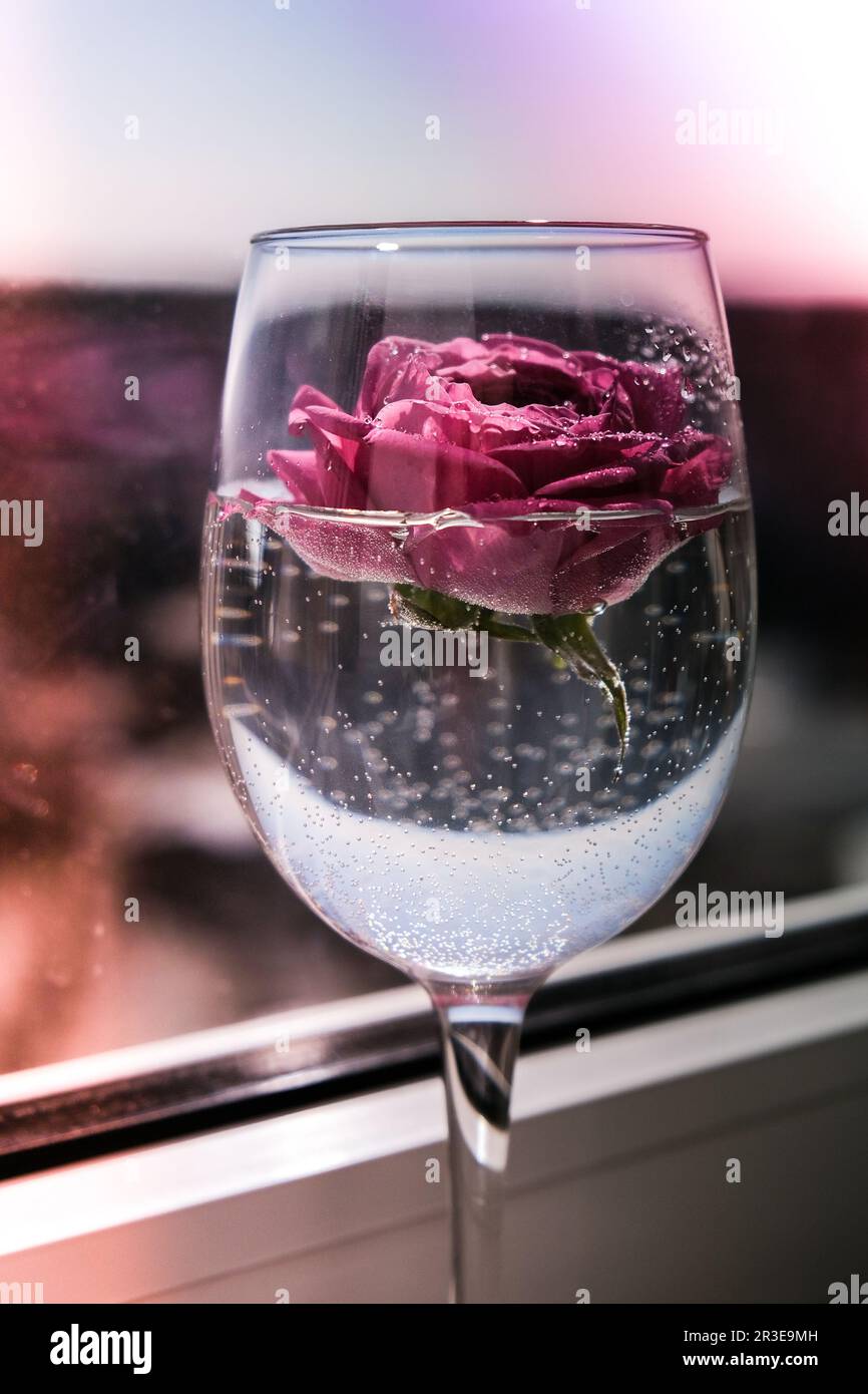 Verre à vin blanc rempli de pétalson à fleurs roses. Une vie moderne et minimale. Concept de vacances Saint Valentin ou femme jour rétrogr Banque D'Images