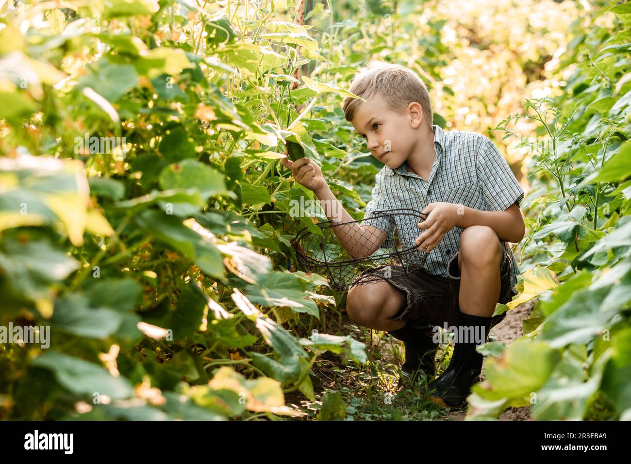 Le petit garçon recueille soigneusement les concombres dans le lit de jardin Banque D'Images