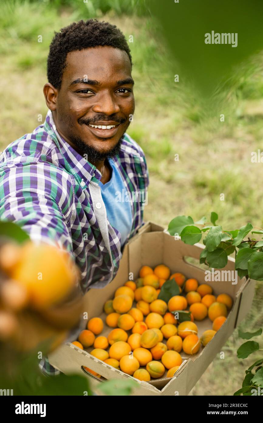 Fermier montrant la récolte d'abricots doux frais Banque D'Images