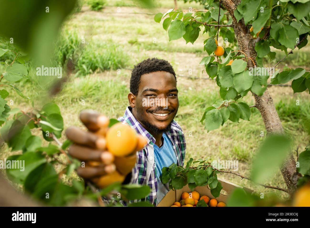 Fermier montrant la récolte d'abricots doux frais Banque D'Images