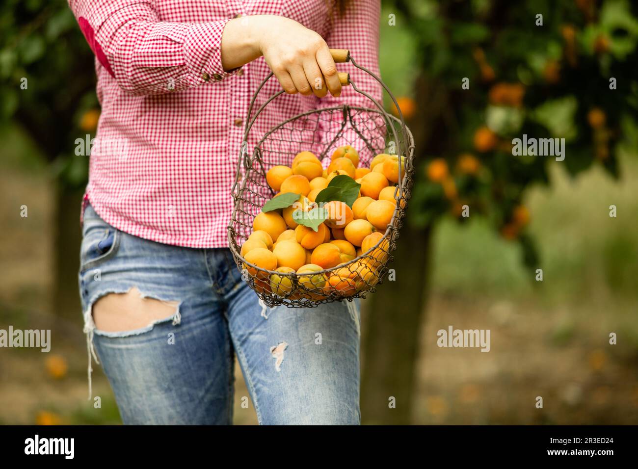 Femme souriante avec panier d'abricots dans le jardin Banque D'Images