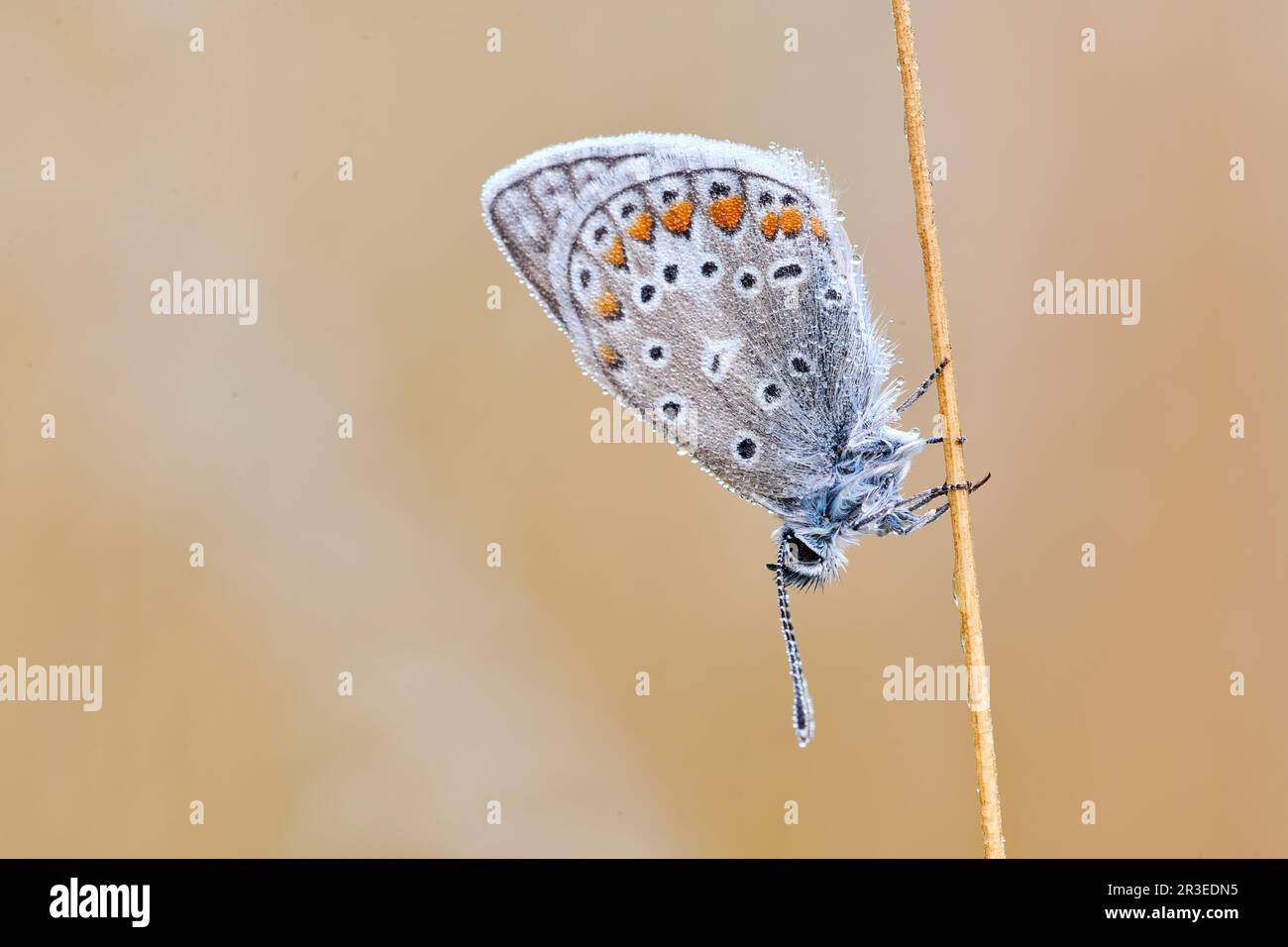 Lycaenidae papillon Banque D'Images