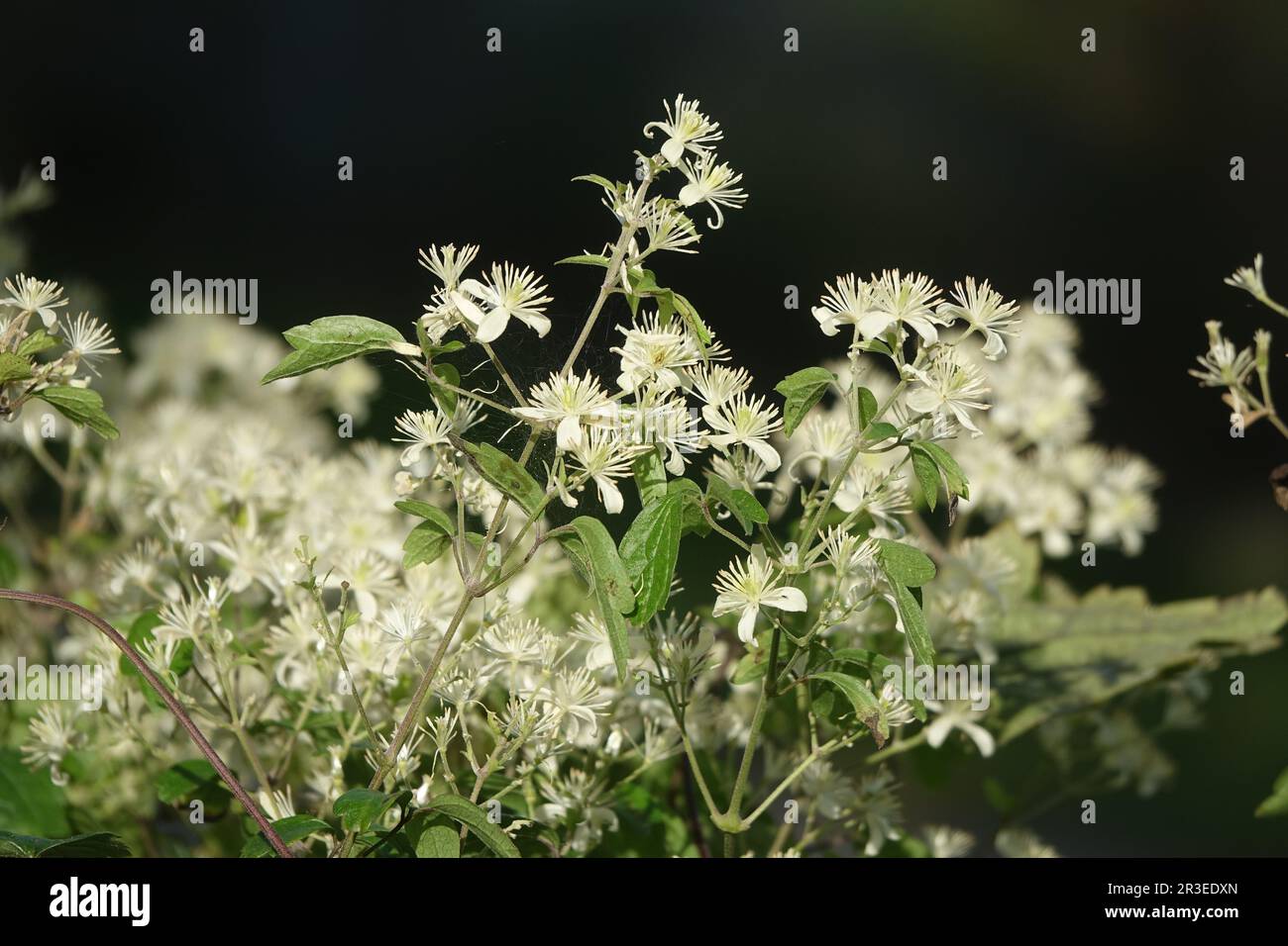 Clematis apiifolia, clématis lacélaires Banque D'Images