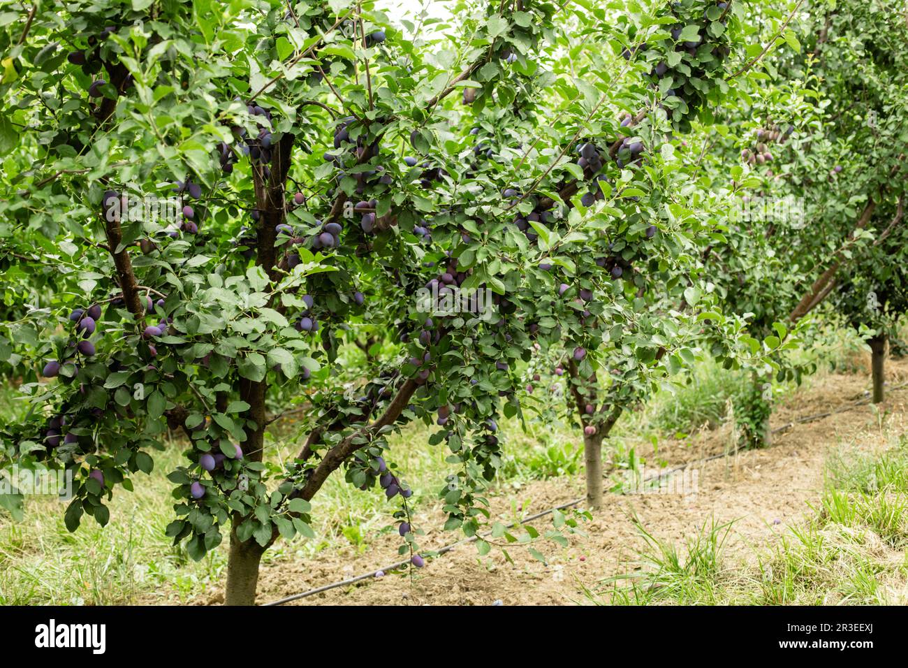 Prunes bleues mûres fraîches sur la branche dans le verger, l'agriculture locale Banque D'Images