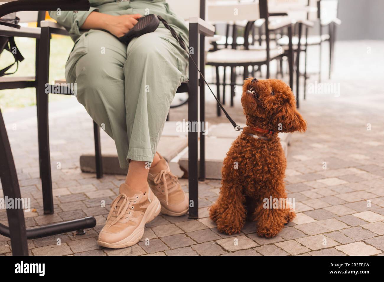 Mignon Toy poodle dans un café acceptant les animaux Banque D'Images