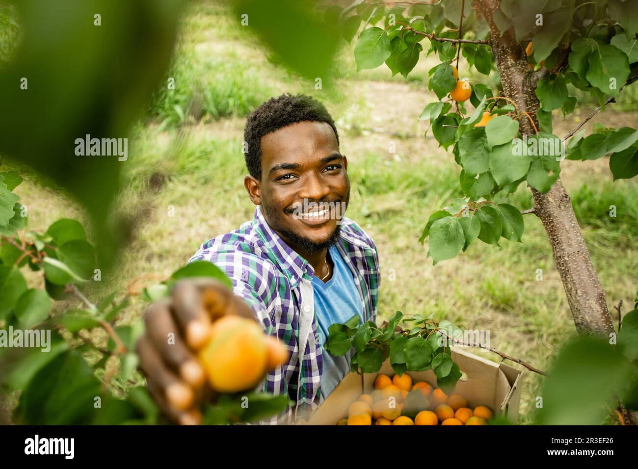 Fermier montrant la récolte d'abricots doux frais Banque D'Images