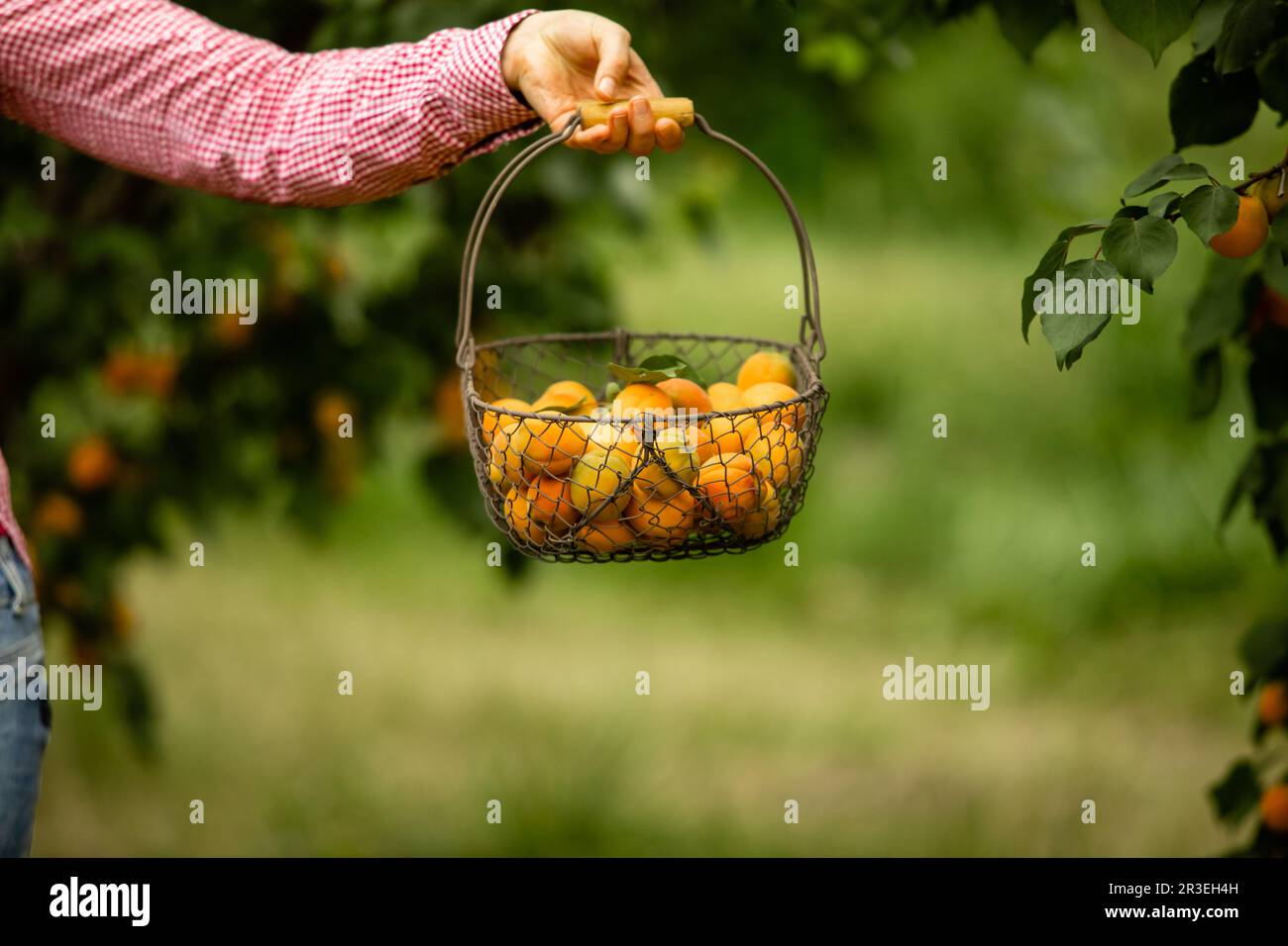 Panier de femme à main avec abricots frais Banque D'Images