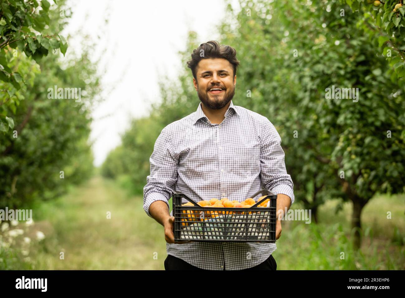 Fermier montrant la récolte d'abricots doux frais Banque D'Images