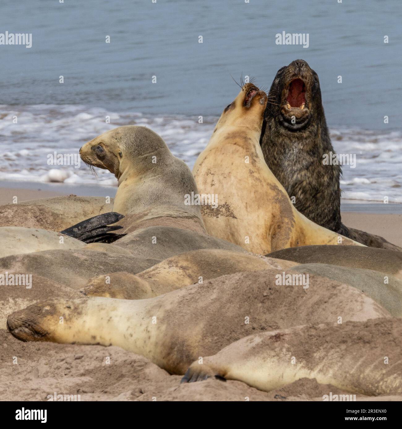 Lions de mer de Nouvelle-Zélande, île Enderby, Nouvelle-Zélande Banque D'Images