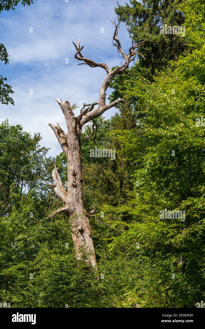 Grand arbre mort contre ciel bleu Banque D'Images