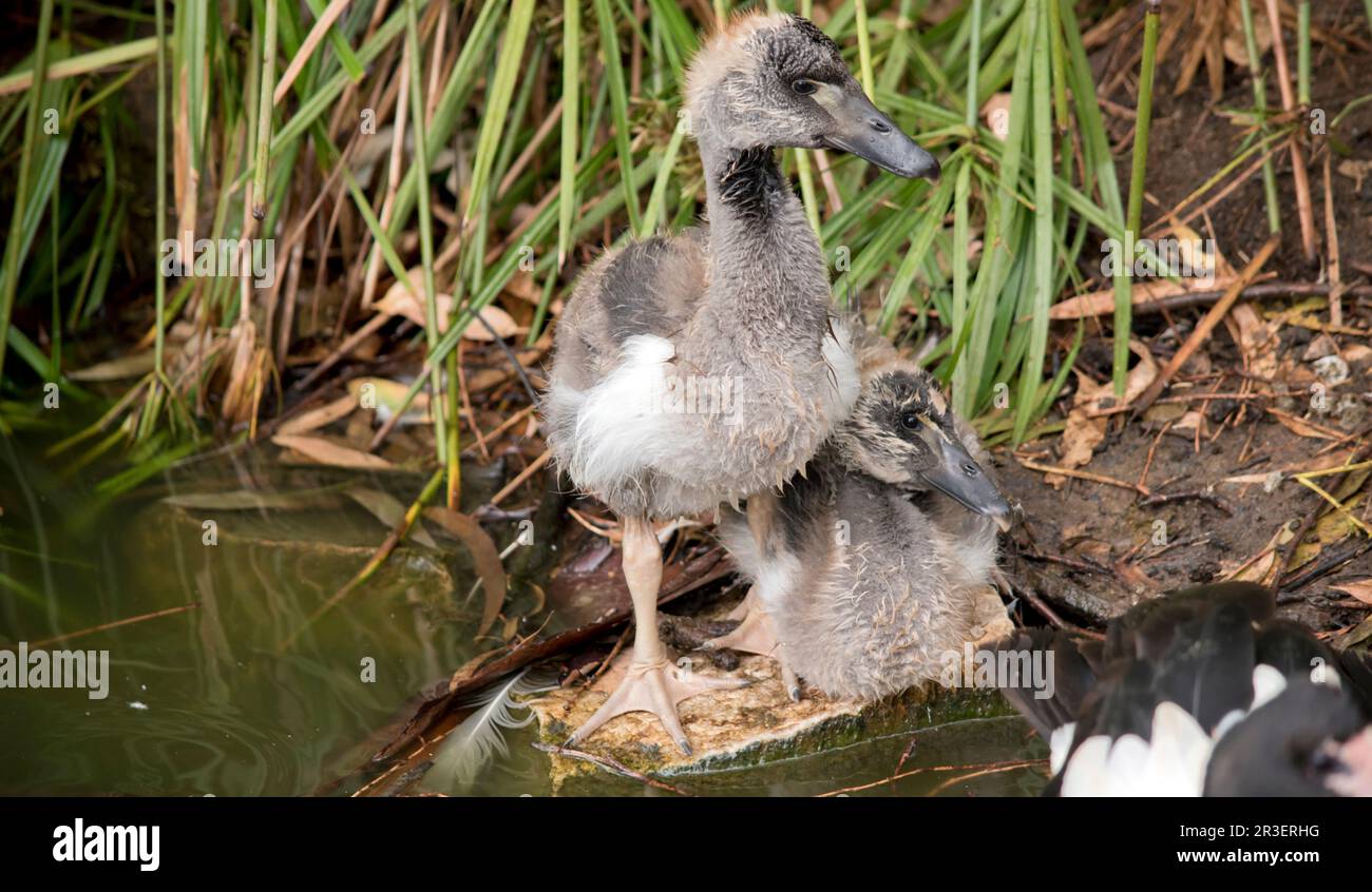 le gosling magpie a des peluches grises et des plumes blanches commencent à apparaître. Il a un oeil marron et un bec gris foncé. La magpie est une se noire et blanche Banque D'Images