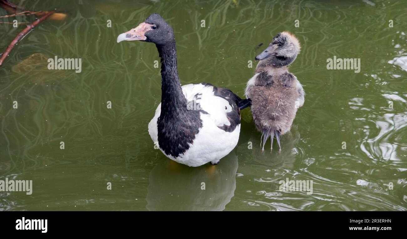 le gosling magpie a des peluches grises et des plumes blanches commencent à apparaître. Il a un oeil marron et un bec gris foncé. La magpie est une se noire et blanche Banque D'Images