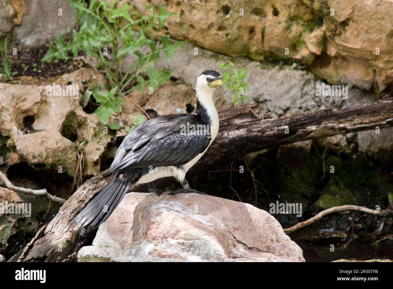 le cormorant à pied est un oiseau d'eau noir et blanc Banque D'Images