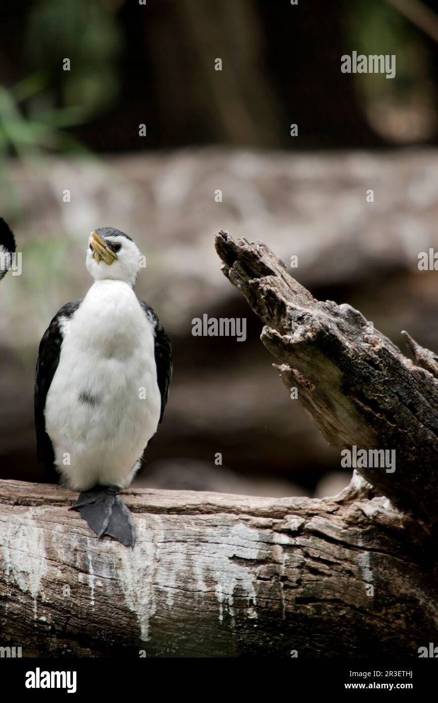 Le Cormorant à pied est un grand oiseau noir et blanc avec une longue, grise, crochetée et des pattes et des pieds noirs. Banque D'Images