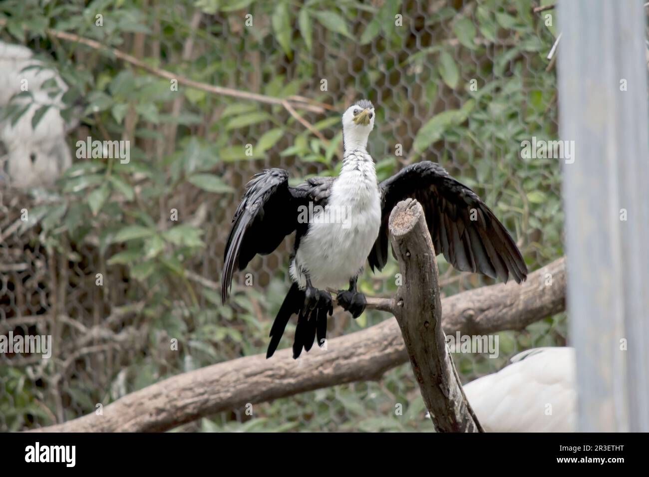 Le Cormorant à pied est un oiseau de taille moyenne avec des ailes noires et une queue noire. Il a un visage et une poitrine blancs. Banque D'Images
