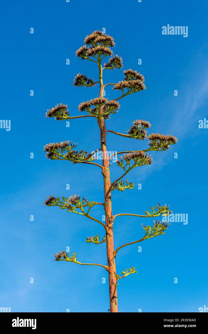 Inflorescence d'une agave dans le sud de la Crète Banque D'Images