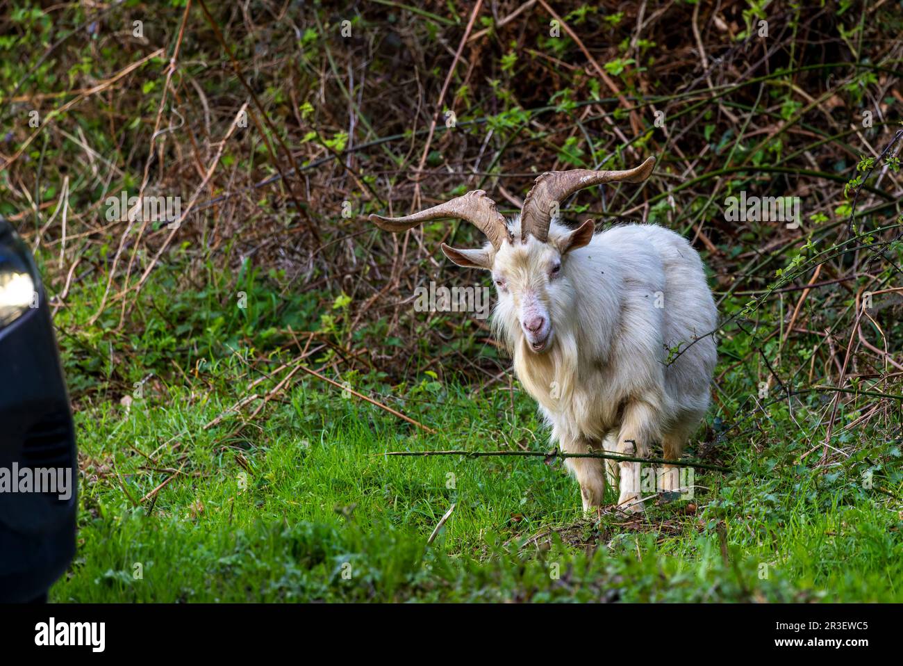 Le vieux chèvre irlandais ou la chèvre sauvage ou la chèvre sauvage 'Capra hircus' broutant l'herbe sur le bord de la route causant un danger pour les voitures. Comté de Wicklow, Irlande Banque D'Images