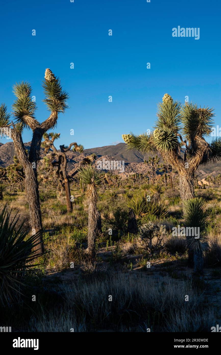 Le matin, le long de la piste Boy Scout. Joshua Tree National Park, Californie, États-Unis, lors d'une belle journée de printemps. Banque D'Images