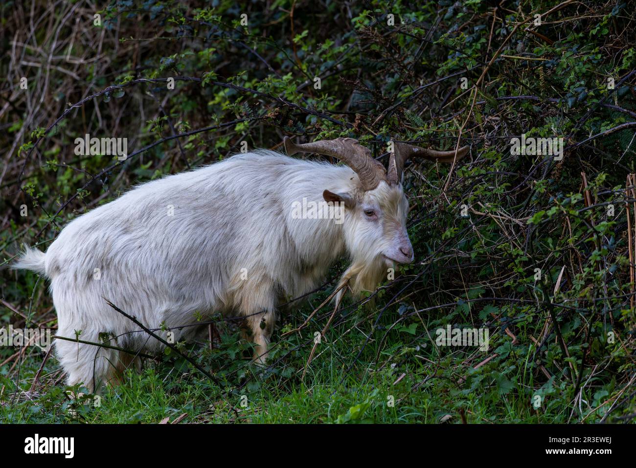 Vieux chèvre irlandais ou chèvre sauvage ou chèvre sauvage 'Capra hircus' paissant le long de la côte abrupte de la montagne. Comté de Wicklow, Irlande Banque D'Images
