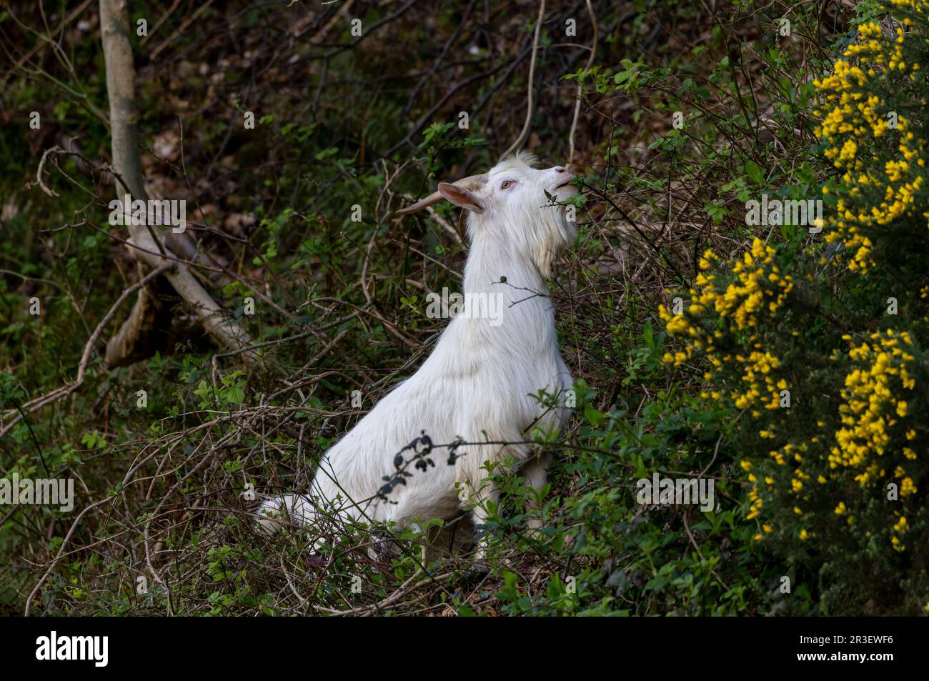 Vieux chèvre irlandais ou chèvre sauvage ou chèvre sauvage 'Capra hircus' paissant le long de la côte abrupte de la montagne. Comté de Wicklow, Irlande Banque D'Images