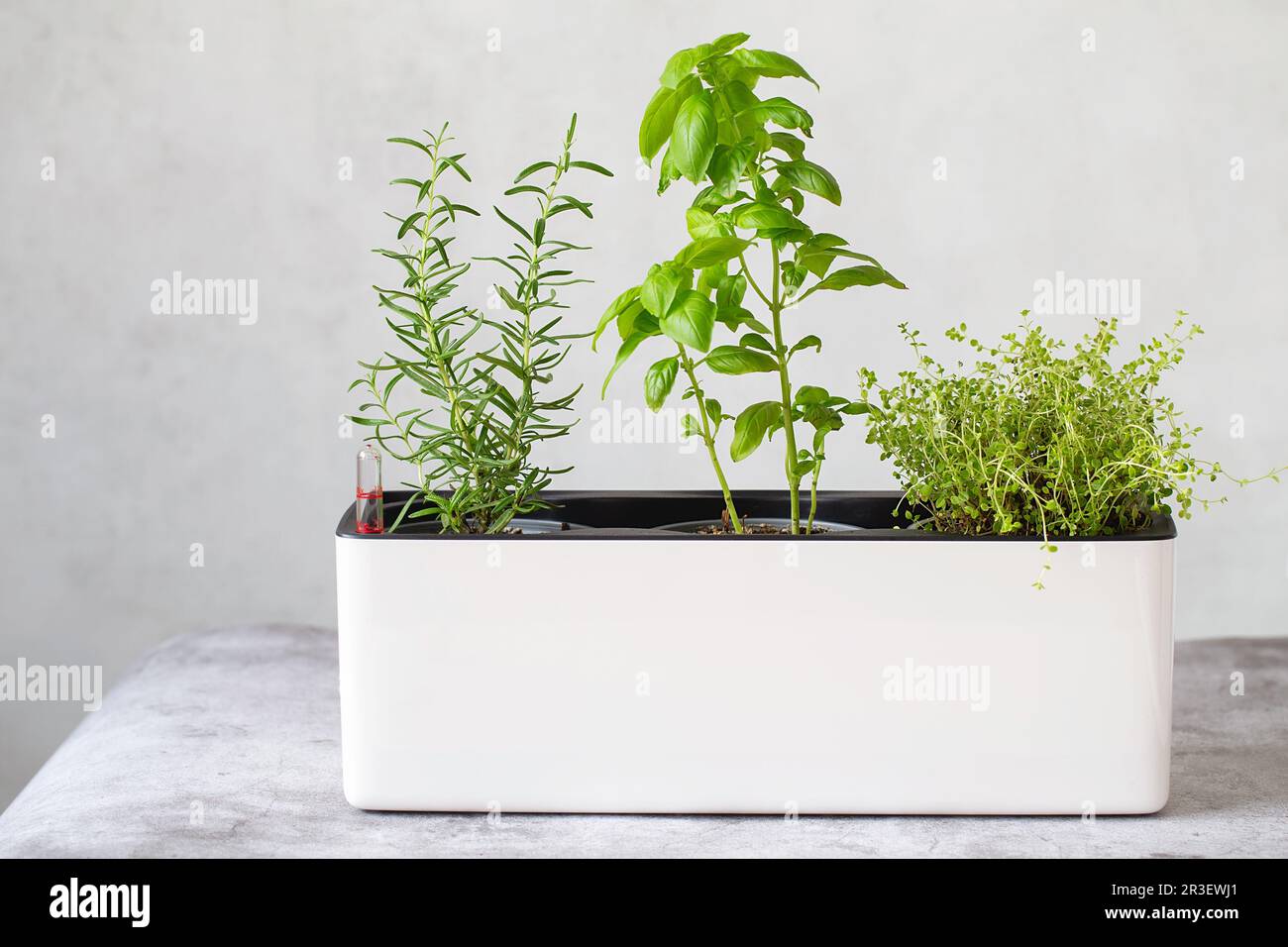 Plantes de cuisine.Mélange d'herbes aromatiques vertes fraîches - thym, basilic, romarin dans des pots.Épices aromatiques poussant à la maison. Banque D'Images