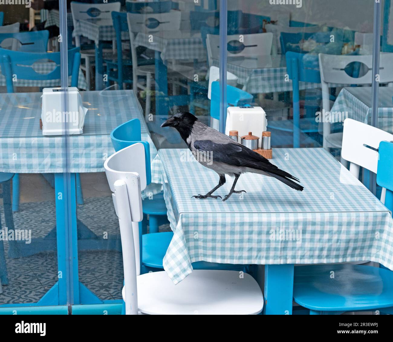 Une corneille à capuchon (Corvus cornix) perches sur une table de restaurant recouverte d'une nappe de Vichy bleu et blanc, Istanbul, Turquie. Banque D'Images